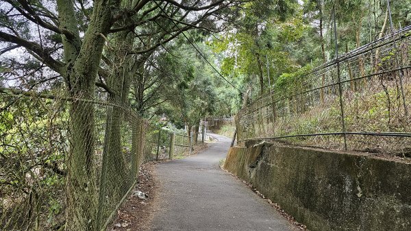 小中嵙登山步道頂中嵙山O形2385034