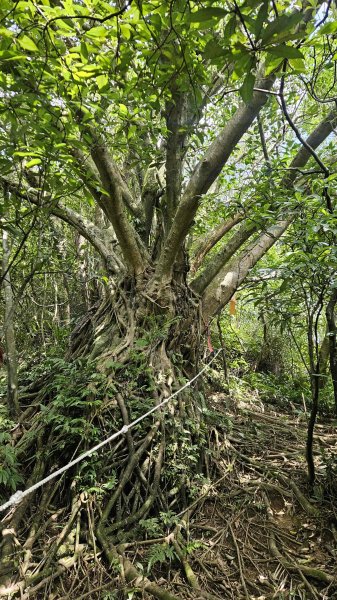 20260316艋舺崙古道-新路尾山-大竹林山3018620