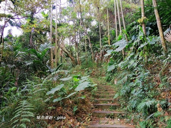 彰化二水~山林美境尋寶石~坑內坑森林步道1170773