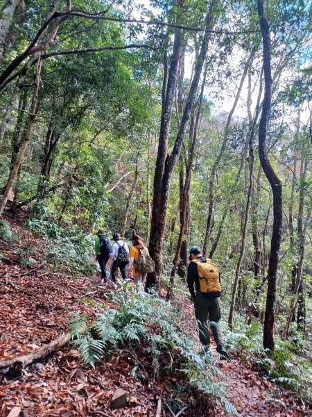 【苗栗泰安】中級山的大霸尖山。 虎山步道2779599