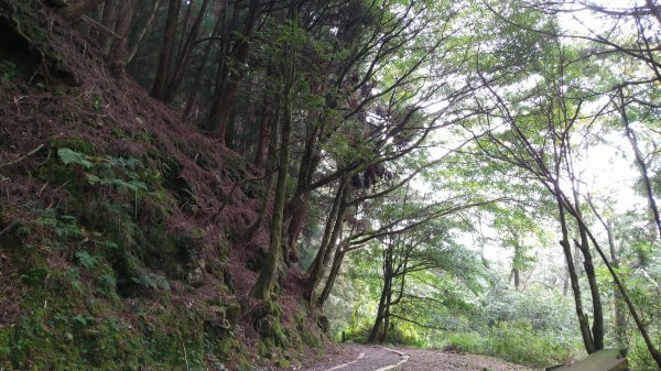 嘉義 阿里山 特富野古道(0K~2.7K)1486848