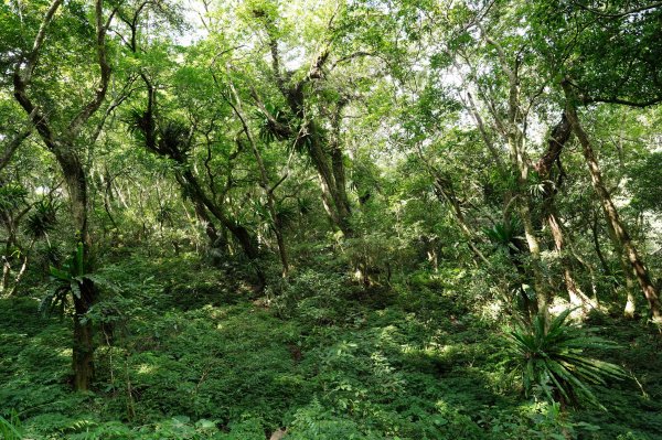 新北 烏來 山車廣山、檜山2567415