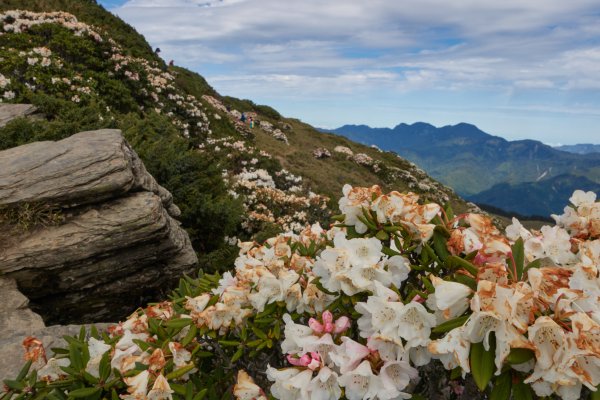 合歡北峰百岳點名(由松雪樓步行至北峰登山口)1385945