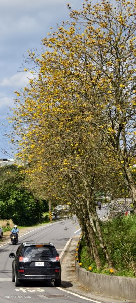 #緣道觀音廟 #北海福座 #萬代福 #黃花風鈴木 #錫葉藤 #青帶鳳蝶 #昭和櫻 #吉野櫻 3/123014043