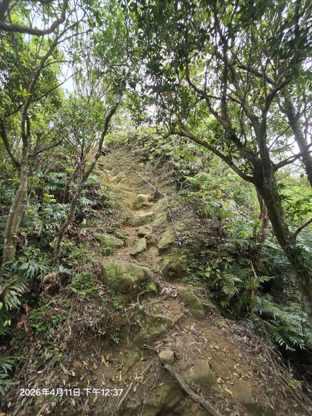 2026-04-11微笑山線：【二格山系】筆架連峰段3034604