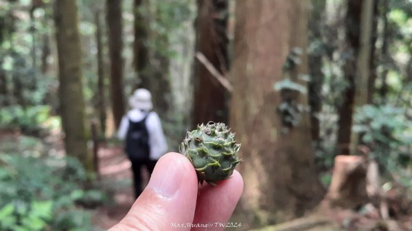 《苗栗》短美清幽｜二本松山丸田砲臺遺址及巨人之手202407202555130