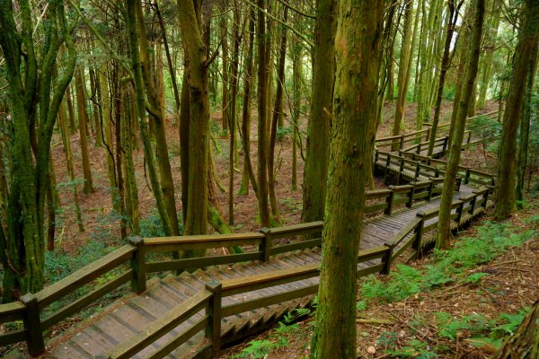 檜山巨木森林步道481567
