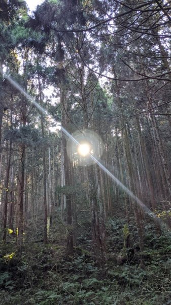 2020 01 04 麥巴來山登山步道797250