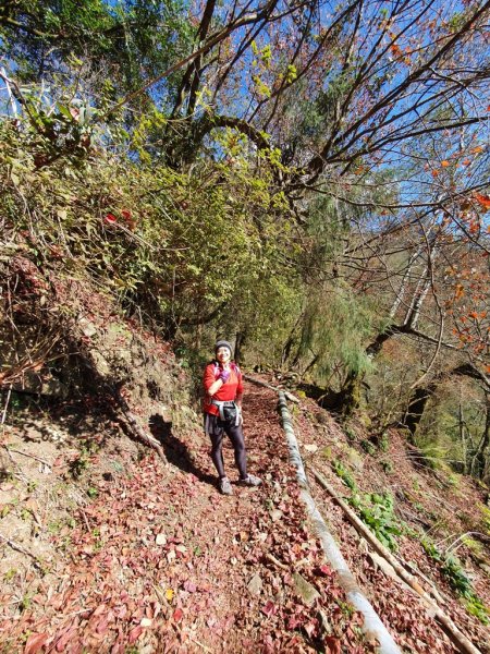 【阿里山】石山引水道1585563