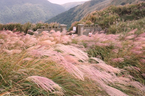 2024陽明山古道秋芒之旅，芒裡悠遊金包里大路！