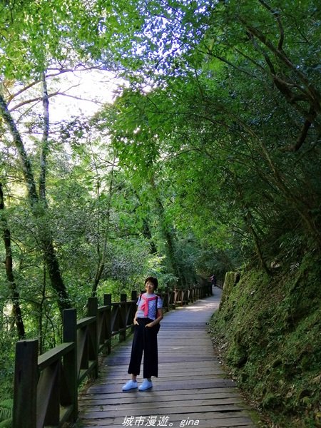 【桃園。復興】有氧森呼吸。 山迢路遠超美的拉拉山神木群步道1501126