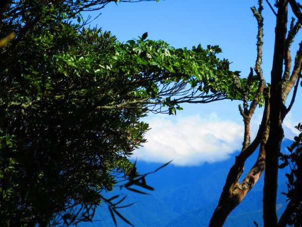 【新竹尖石】還記得北得拉曼山 這一季黃金山毛櫸的璀璨1183409