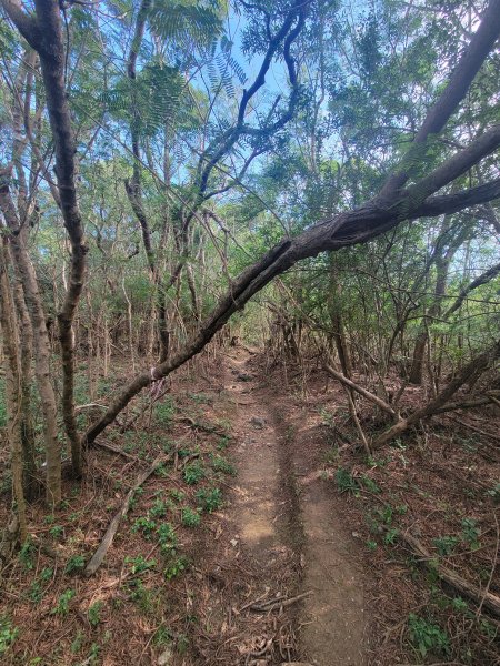 【屏東 | 墾丁】 小百岳集起來-大山母山1597259