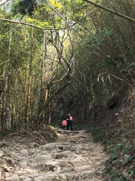 大凍山一日遊528644