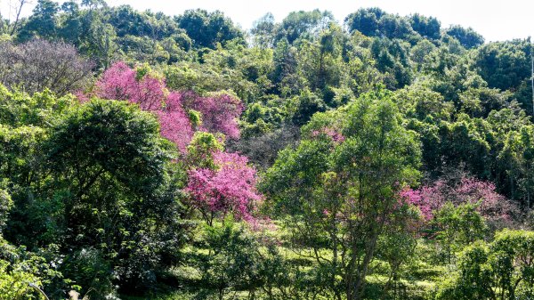 《踏莎行・貓空魯冰花》2710649