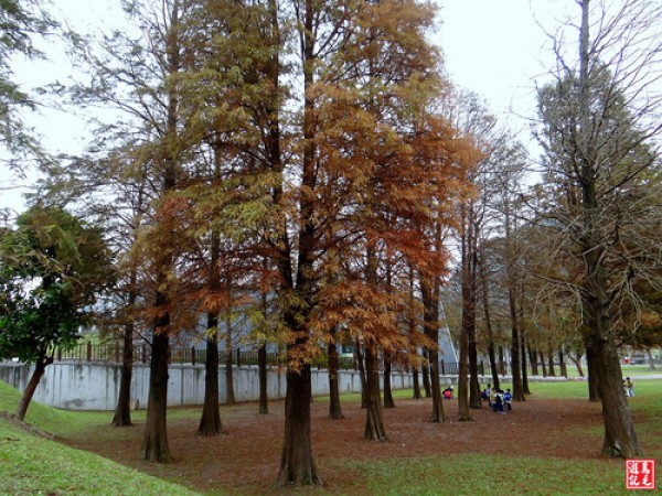 【台北市】大湖公園－寒風吹紅了落羽松
