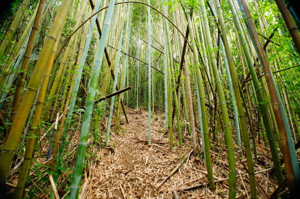 新竹 尖石 那羅山、煤源山3068650