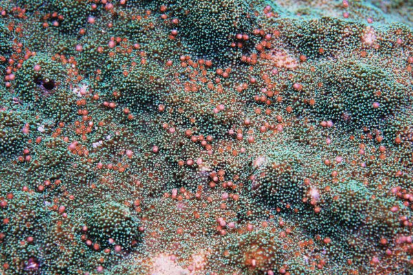 【新聞】珊瑚產卵將至 海生館及墾管處連續3天線上直播