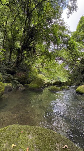 戲水（鴛鴦2786709