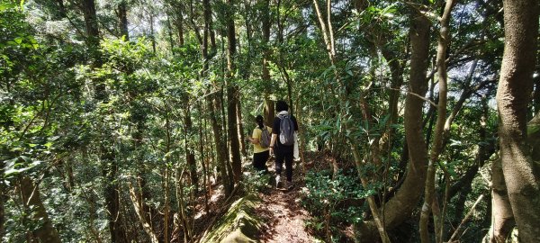 2025/10/10-水田林道上外鳥嘴山2911508