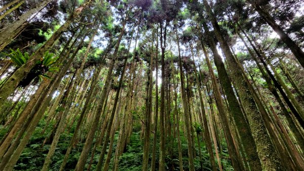 三峽五寮尖山，桃園金平山，三民蝙蝠洞，觀音洞步道，基國派教堂，八德埤塘生態公園，中庄吊橋1798237