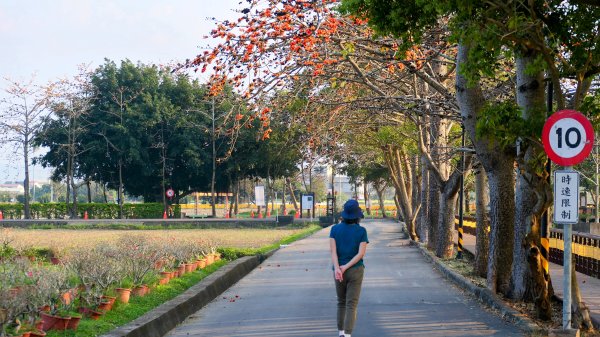 《臨江仙。木棉春色》2735230