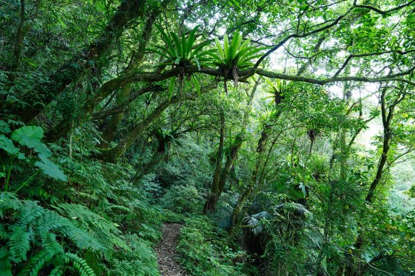 新北 烏來 波露南山3035994