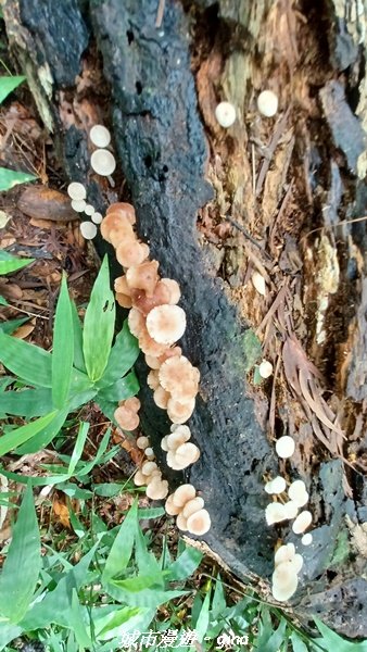 【南投草屯】蝴蝶紛飛可惜抵擋不了低海拔蚊子攻擊。 虎山步道x中興新村2856646