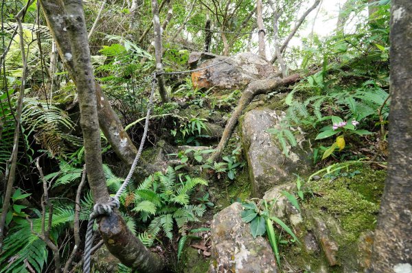 新北 烏來 烏來山、大桶山、四崁水山2829244