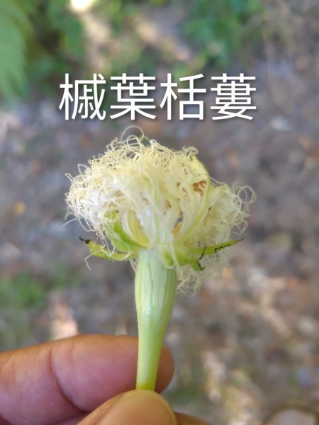 守關山南峰 守關山 守城大山2919088