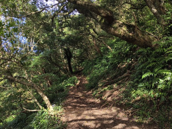 [百山百鳥尋旅-11/15] 2025_0927 大屯主峰-連峰步道_大屯山南峰2899394