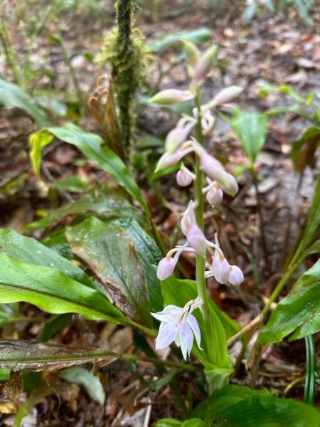 卡保石壁一葉蘭（耘夢谷上逐鹿山下O走）2809548