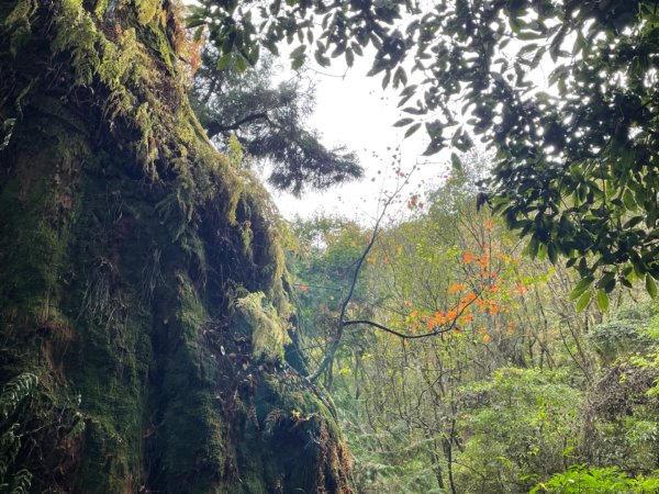 特富野古道2605817