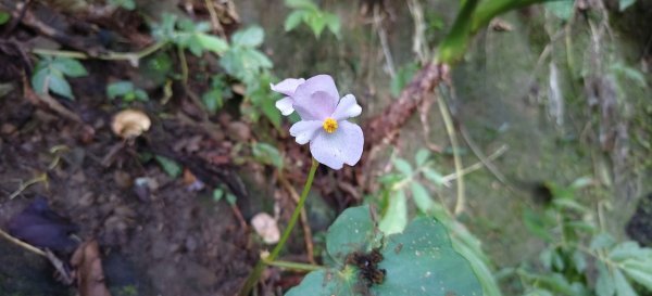 2025/11/22_五指山橫向登山步道+仙洞步道 O型2944179