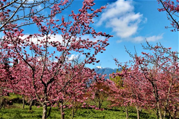 千櫻園 • 滿園粉紅棉花糖掛樹稍1620721