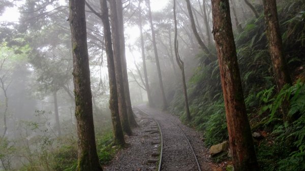 太平山（翠峰,茂興,鐵杉林,見晴）1097265