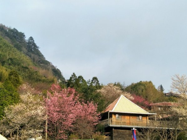司馬庫斯賞櫻花+巨木群登山步道845087