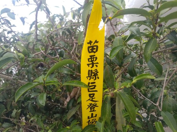 梅山鄉撿山頭2449433