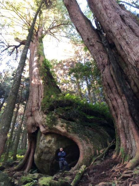 二萬坪鐵道漫遊尋神木走二萬坪山屏遮那山1118287