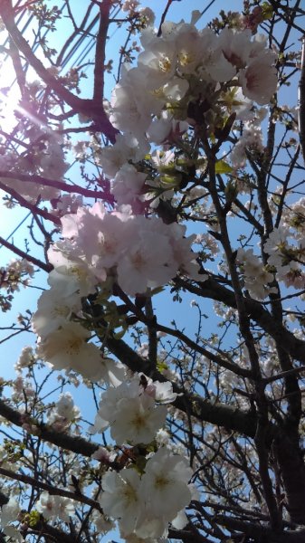 絢麗燦爛的滬尾櫻花大道、景致優美的天元宮874767