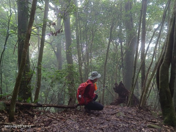 屋我尾山行走遇到黑熊1791070