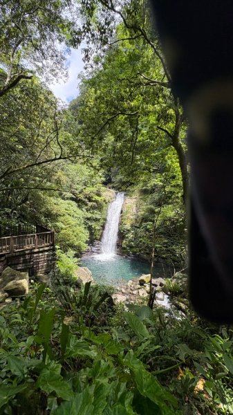 戲水（鴛鴦2786743