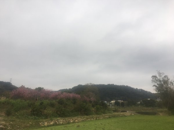 櫻花🌸秘境2411117