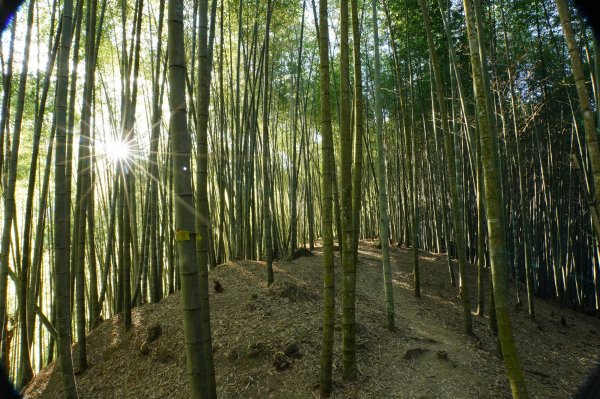 南投 鹿谷 龍鳳山、龍鳳峽山、三叉崙山、水桶寮山、內樹皮山、羊頭崙山、志騰山、竹崙山、溪頭山2962243