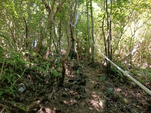 雙溪區中坑東山去回+林厝前荷花2877652