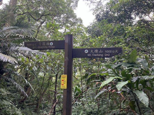 [微笑山線_第一段] 2025_0720 大棟山系_鎮遠山2843566