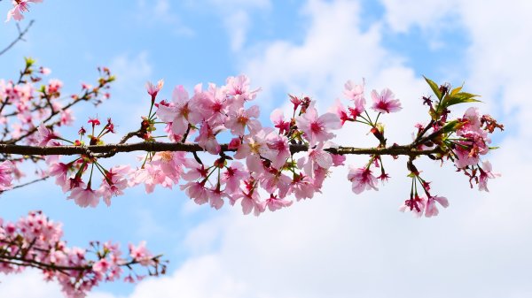 十八份拐圳,陽峰古道,花鐘封面
