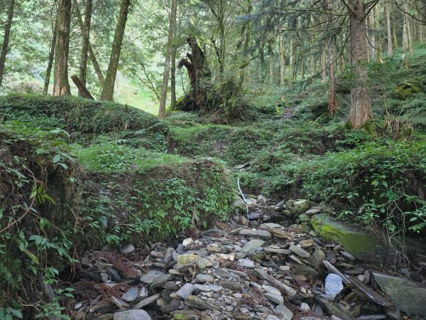 干卓萬山單座百岳驚見‘’萬大豹、水鹿大軍、圓月、雲海、藍天大景2632645