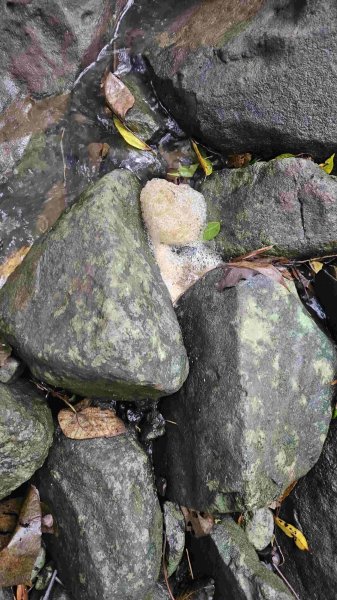 20250424八勢古道-東小坪頂山-貴子坑山主東西-水磨坑山2769512