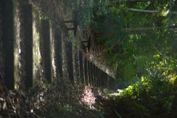 水社大山登山步道 (日月潭青年活動中心上)2194859